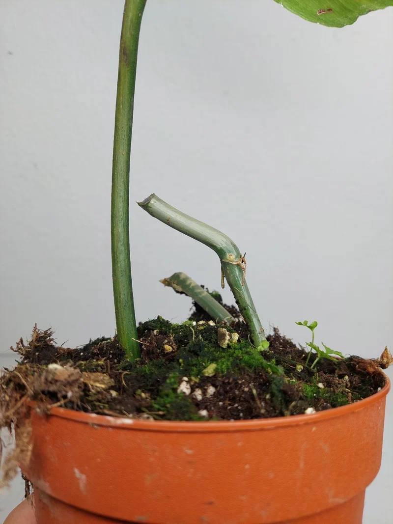 Philodendron Florida Beauty x Bipennifolium Variegata
