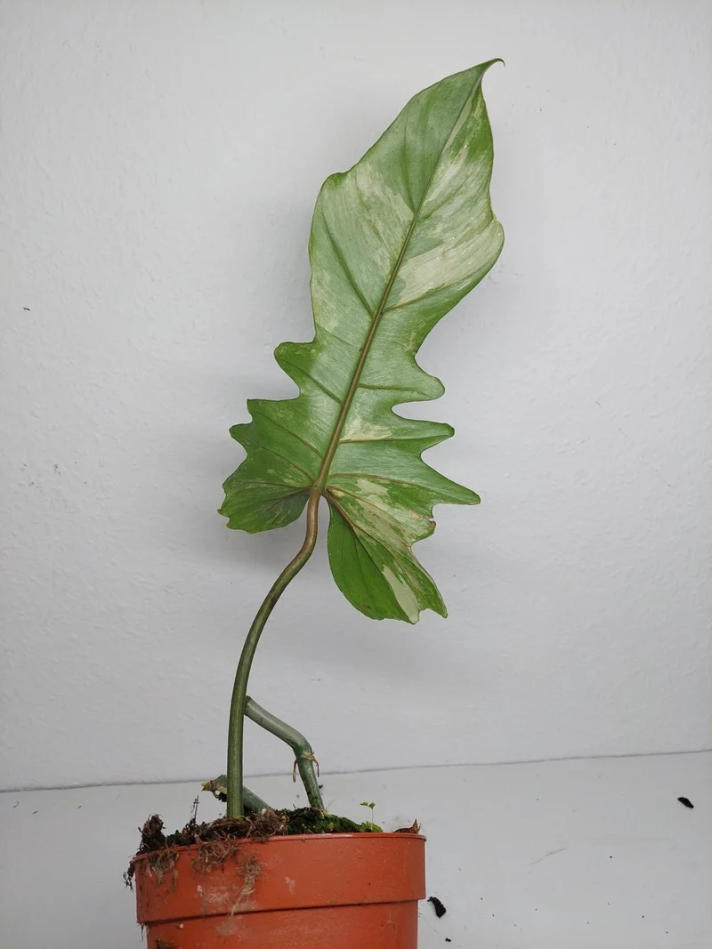 Philodendron Florida Beauty x Bipennifolium Variegata