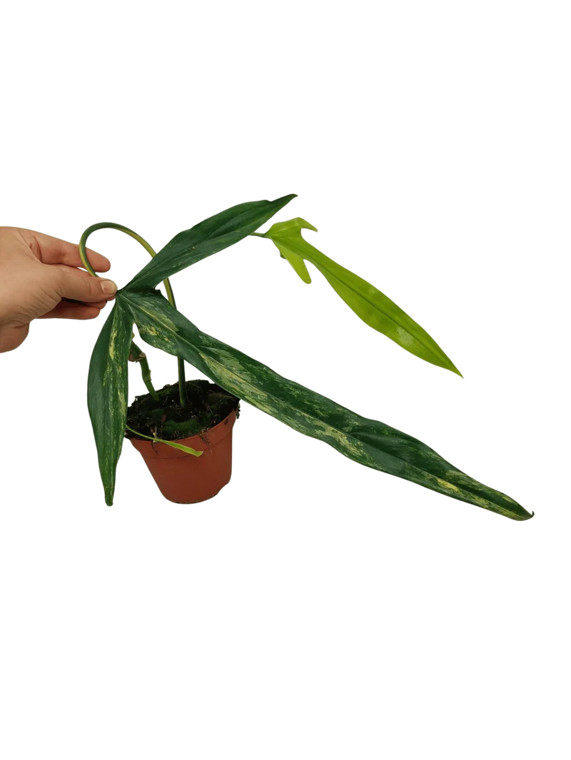 Philodendron Holtonianum Variegata