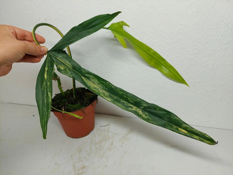 Philodendron Holtonianum Variegata