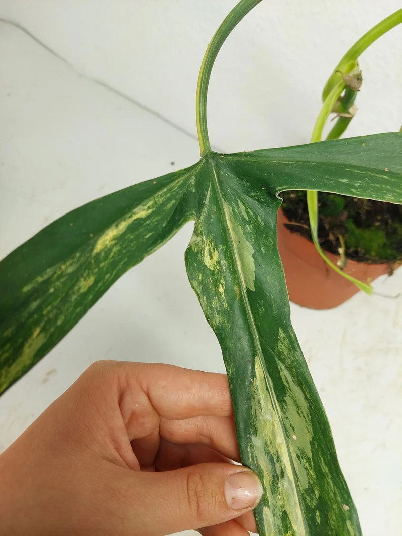 Philodendron Holtonianum Variegata