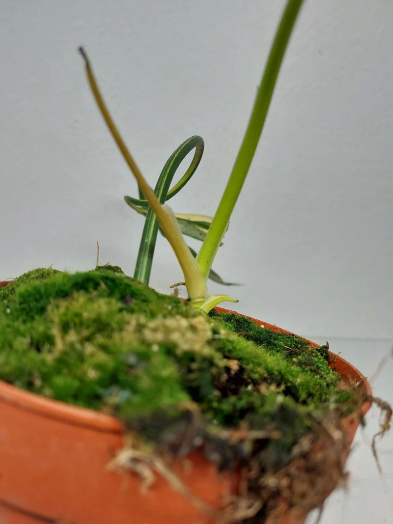 Philodendron Holtonianum Variegata