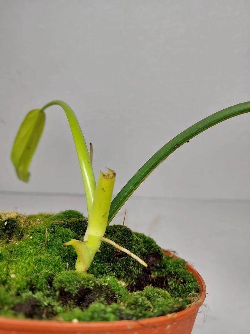 Philodendron Holtonianum Variegata