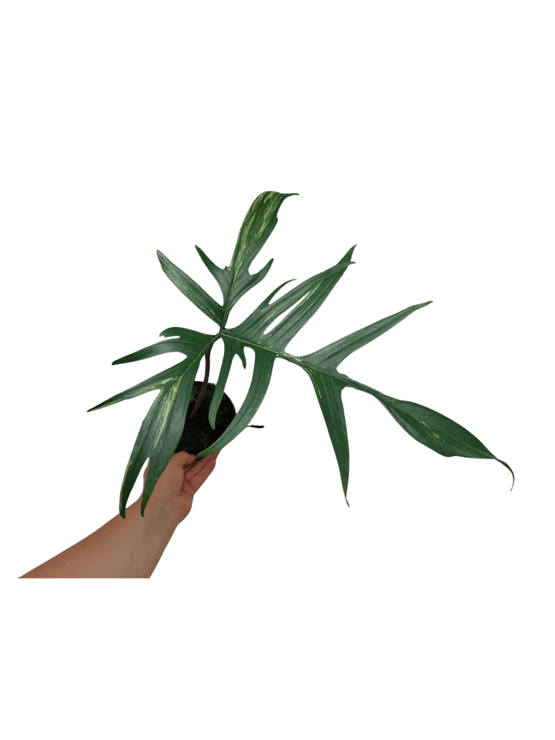 Philodendron Polypodiodes Variegata