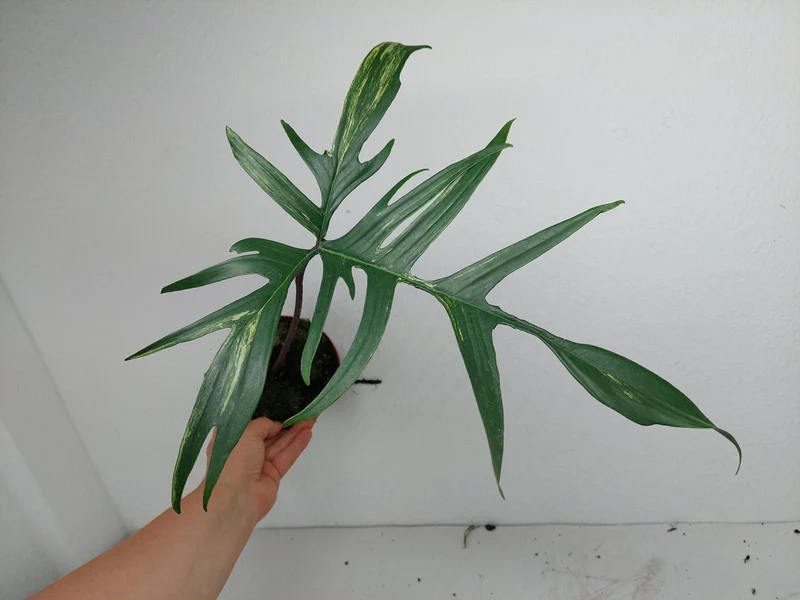 Philodendron Polypodiodes Variegata