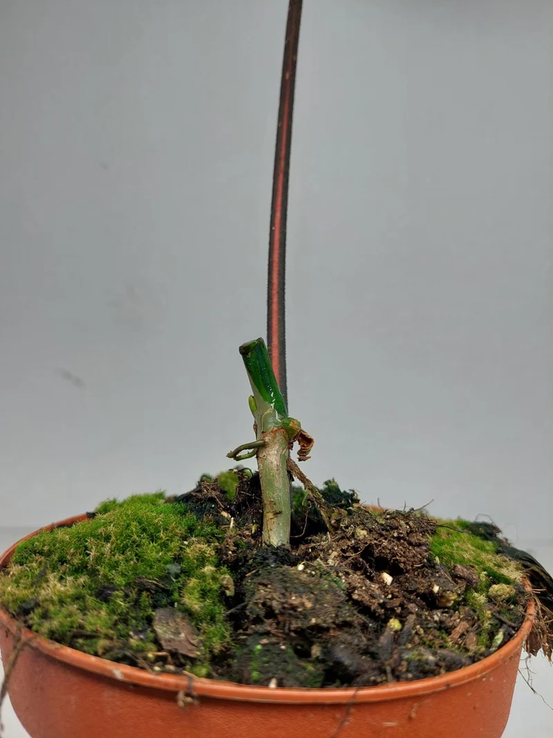 Philodendron Polypodiodes Variegata