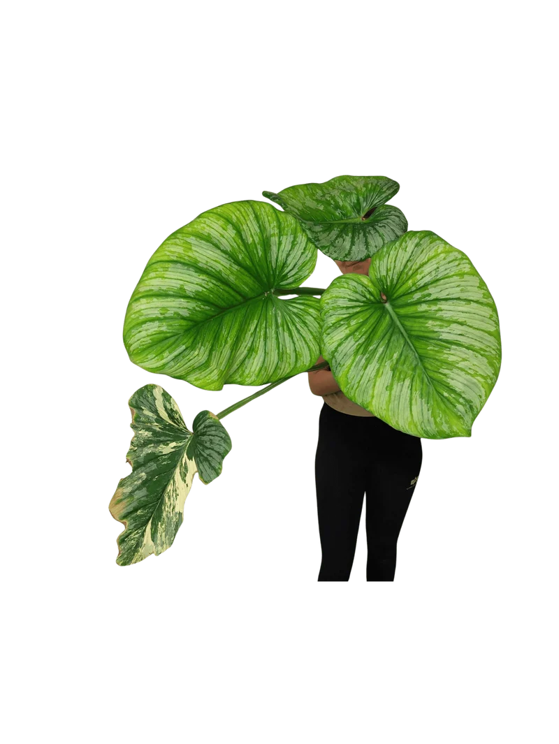 Philodendron Mamei Aurea Variegata vergrünt