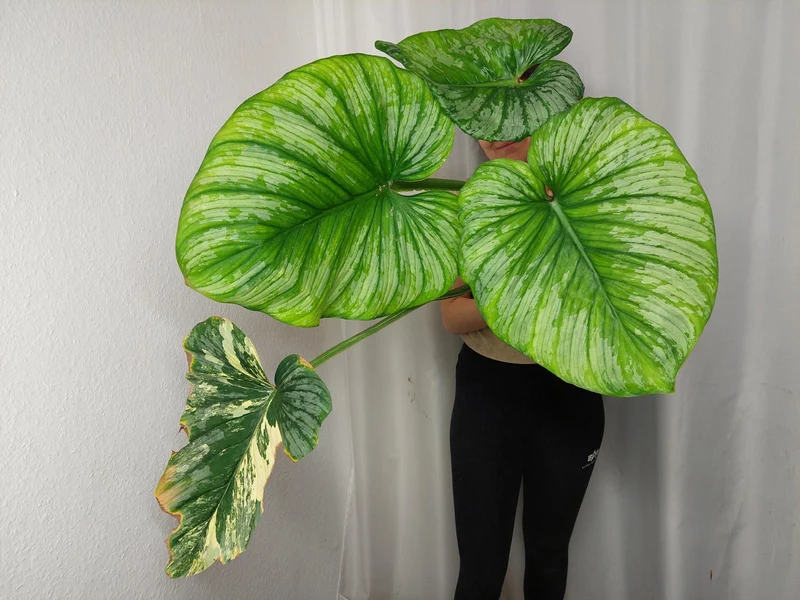 Philodendron Mamei Aurea Variegata vergrünt