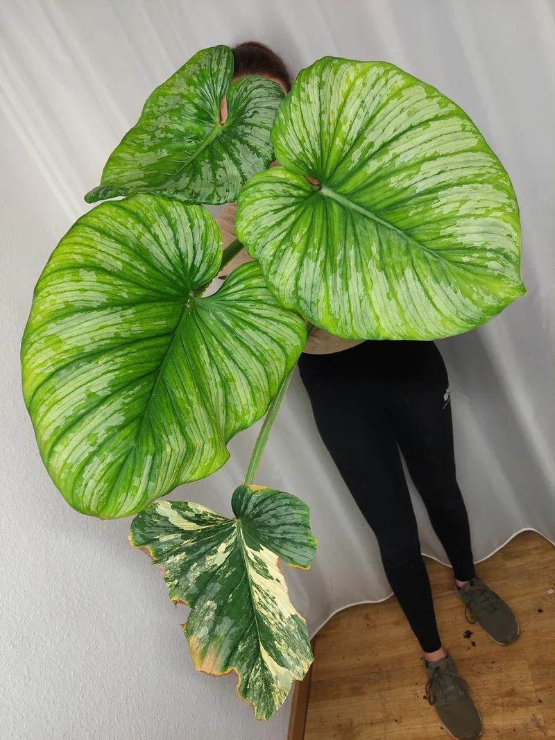 Philodendron Mamei Aurea Variegata vergrünt