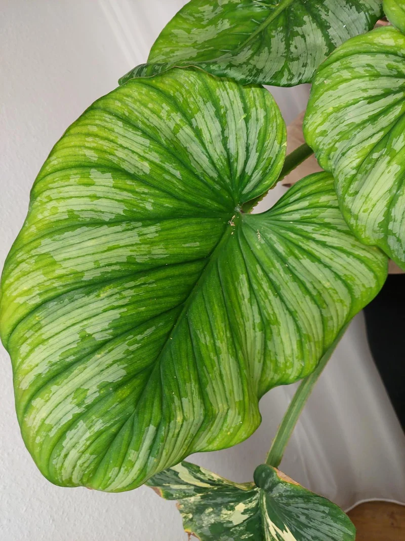 Philodendron Mamei Aurea Variegata vergrünt