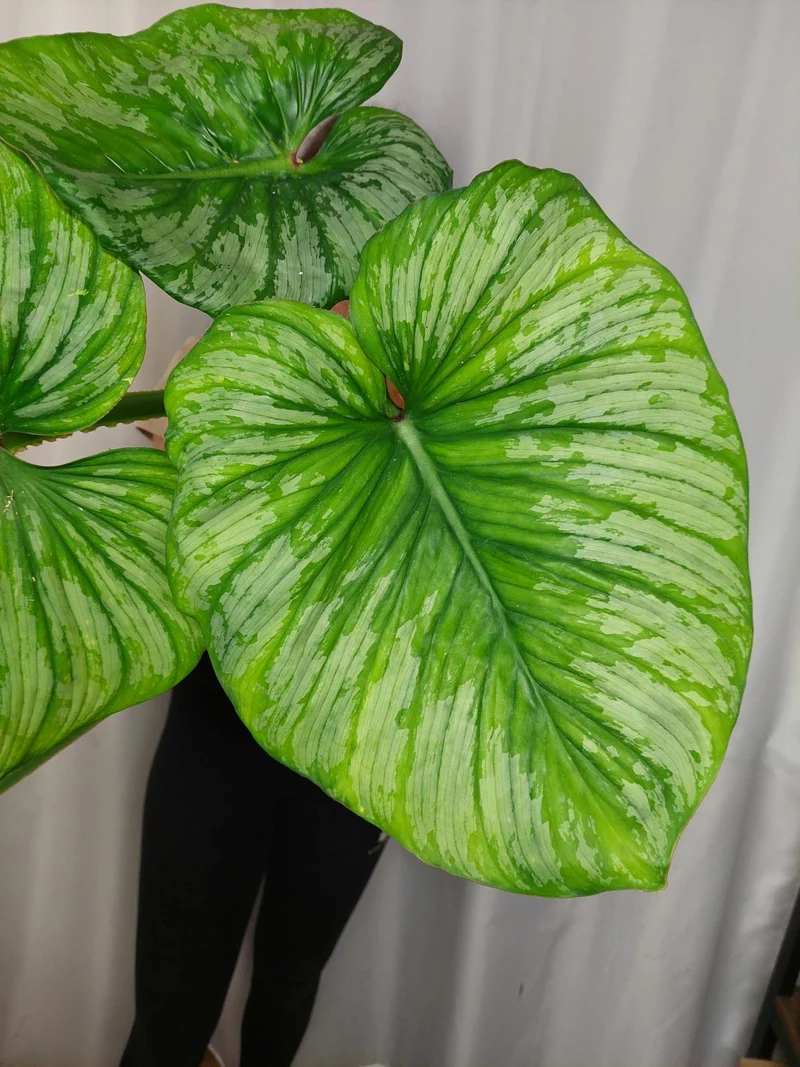 Philodendron Mamei Aurea Variegata vergrünt