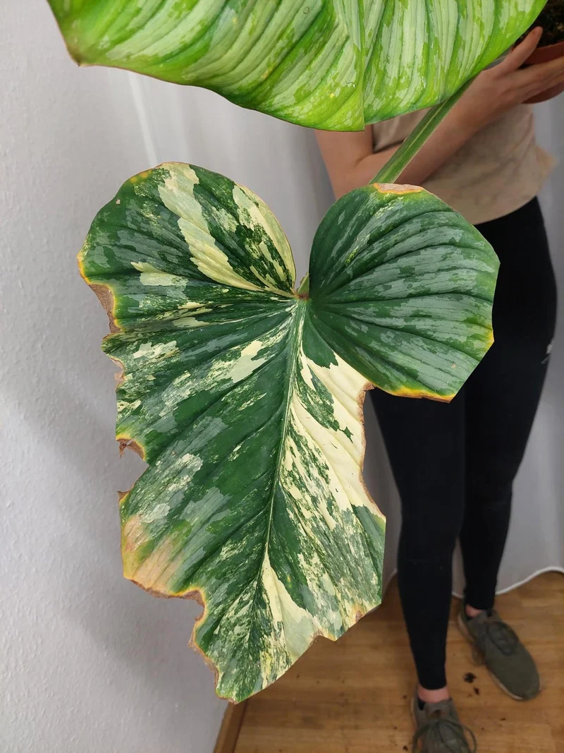 Philodendron Mamei Aurea Variegata vergrünt