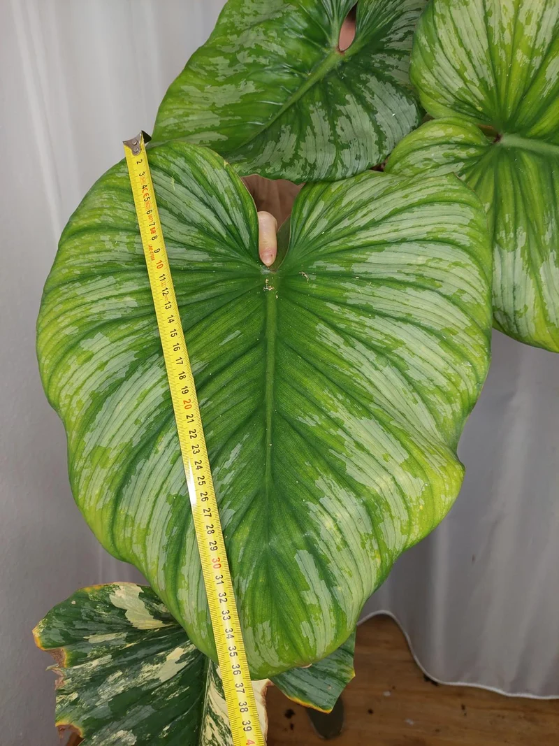 Philodendron Mamei Aurea Variegata vergrünt