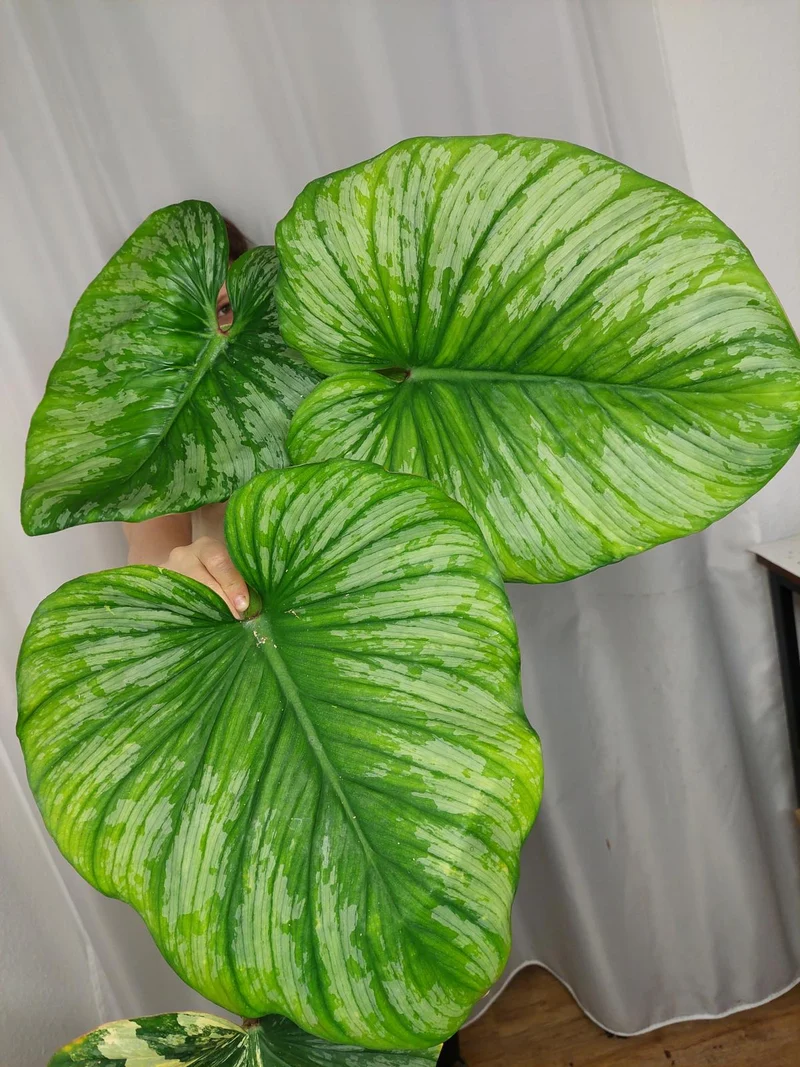 Philodendron Mamei Aurea Variegata vergrünt