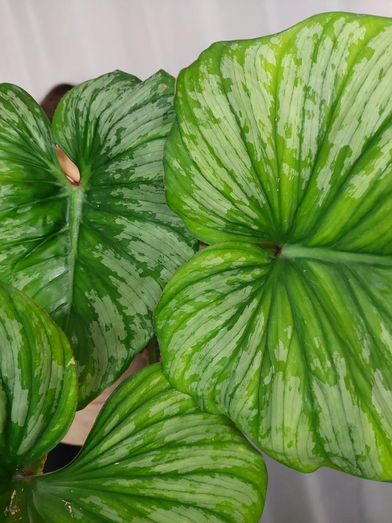 Philodendron Mamei Aurea Variegata vergrünt