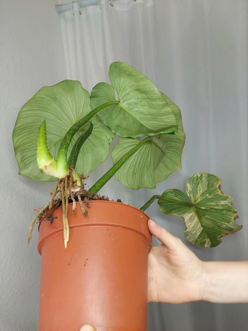 Philodendron Mamei Aurea Variegata vergrünt