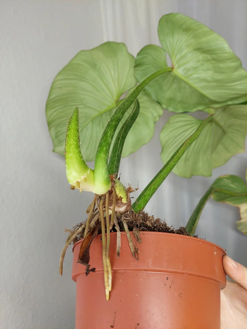 Philodendron Mamei Aurea Variegata vergrünt