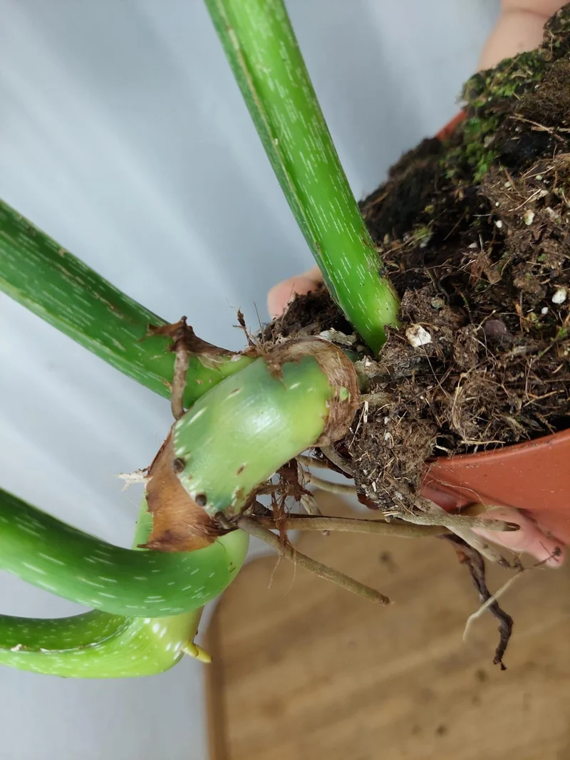 Philodendron Mamei Aurea Variegata vergrünt