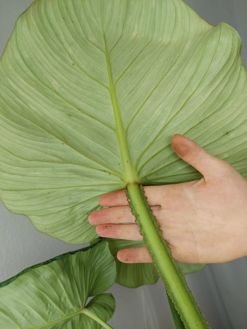Philodendron Mamei Aurea Variegata vergrünt