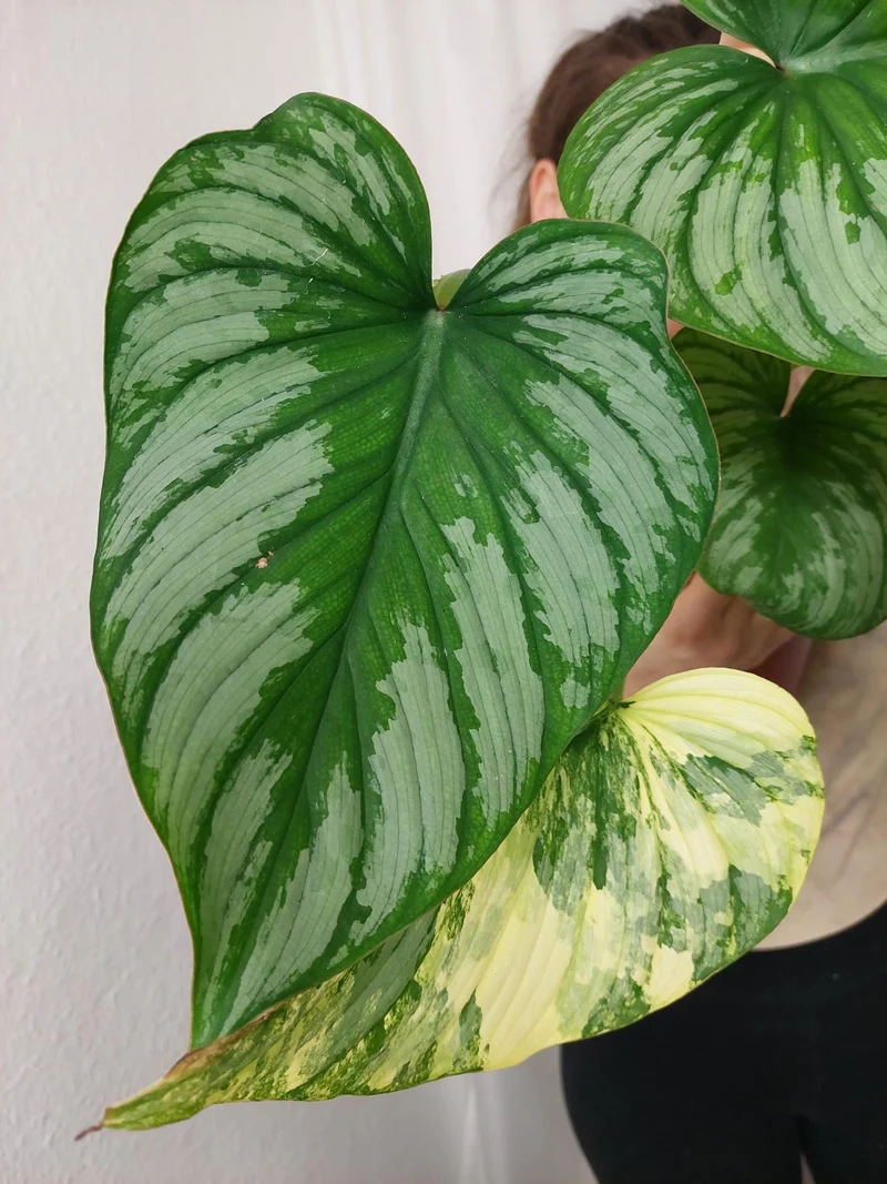 Philodendron Mamei Aurea Variegata vergrünt