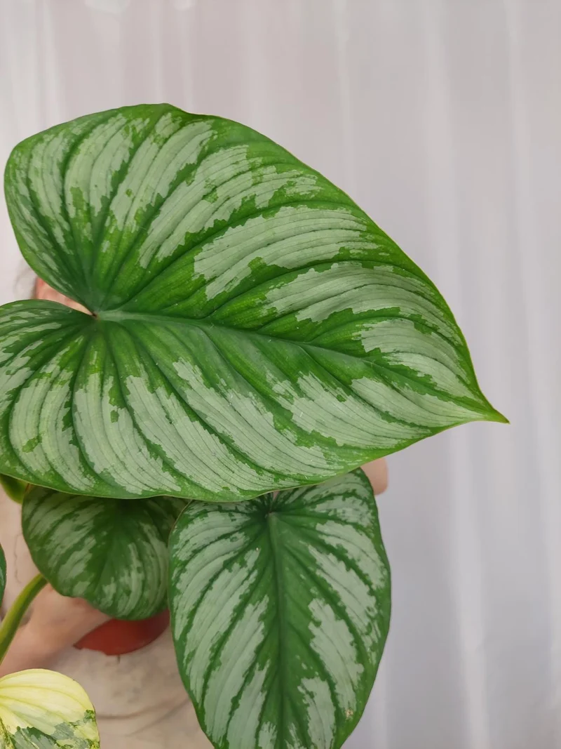 Philodendron Mamei Aurea Variegata vergrünt
