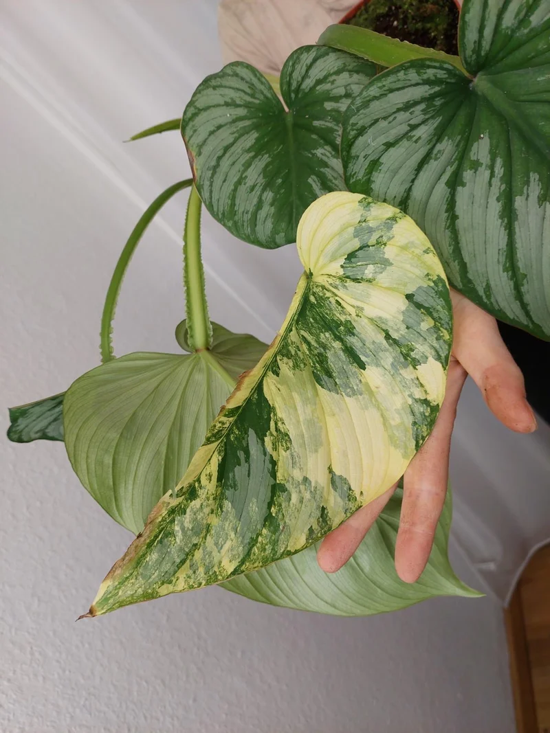 Philodendron Mamei Aurea Variegata vergrünt