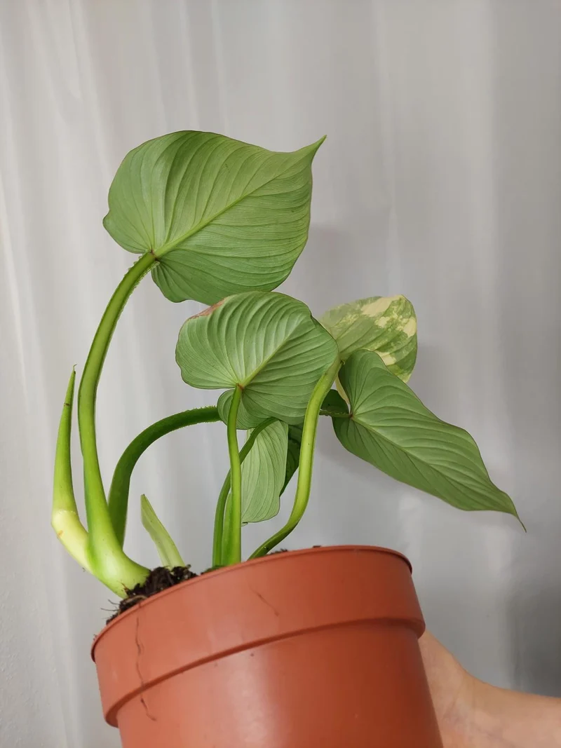 Philodendron Mamei Aurea Variegata vergrünt