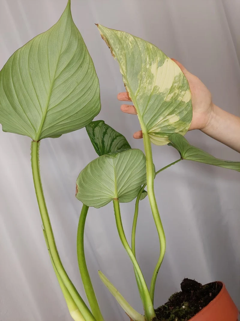 Philodendron Mamei Aurea Variegata vergrünt