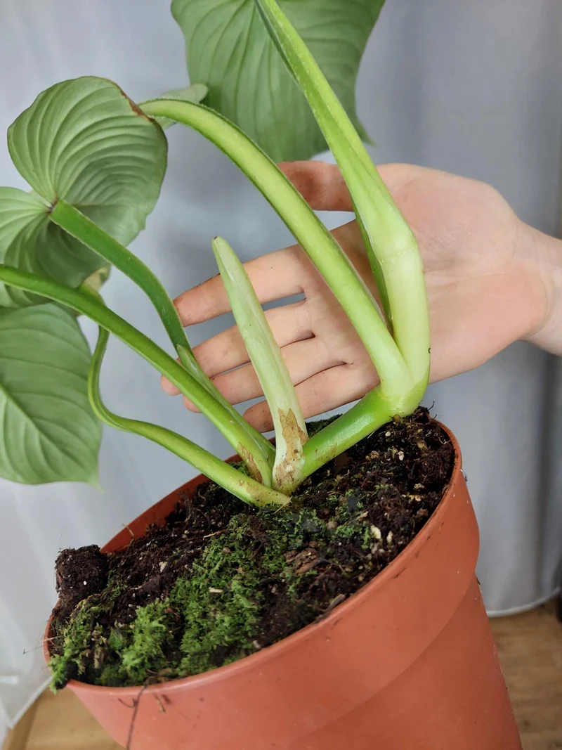 Philodendron Mamei Aurea Variegata vergrünt