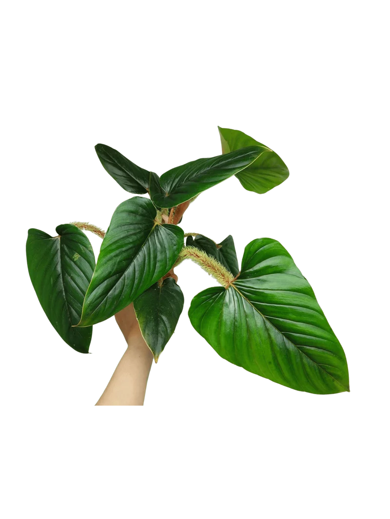 Philodendron Serpens