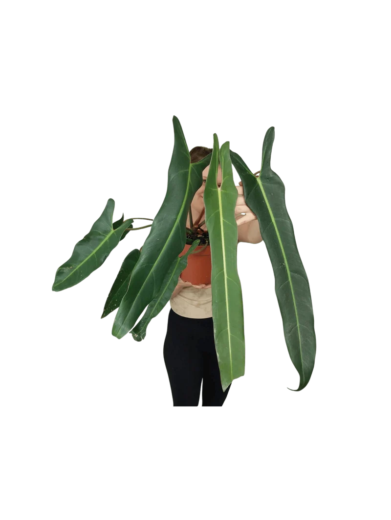 Philodendron Spiritus Sancti Adult