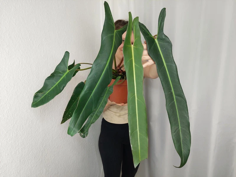 Philodendron Spiritus Sancti Adult