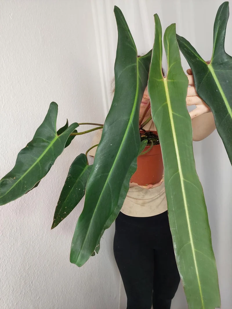 Philodendron Spiritus Sancti Adult