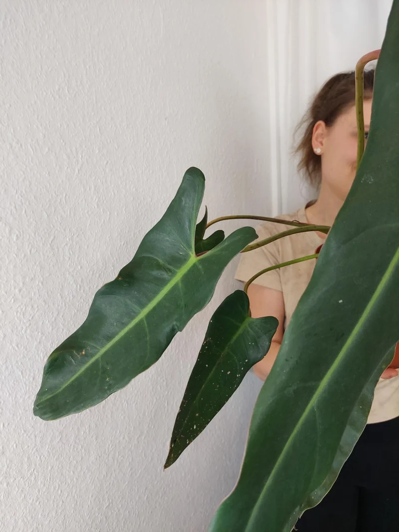 Philodendron Spiritus Sancti Adult