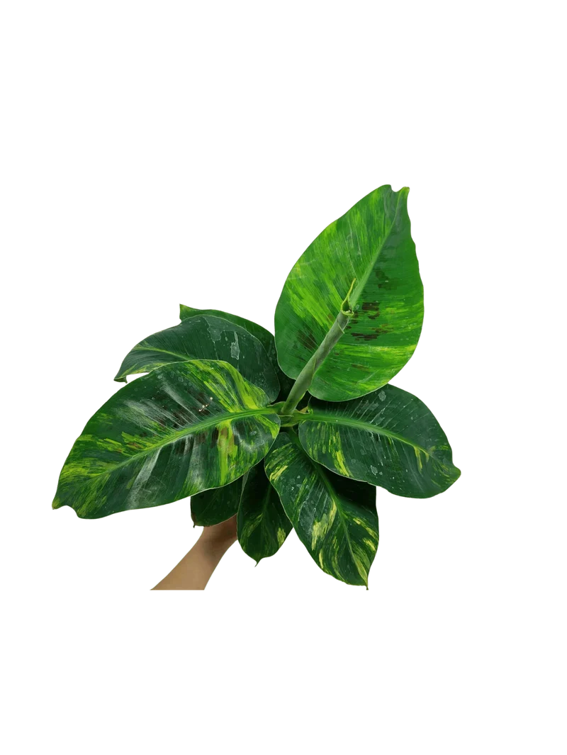 Musa Aurea