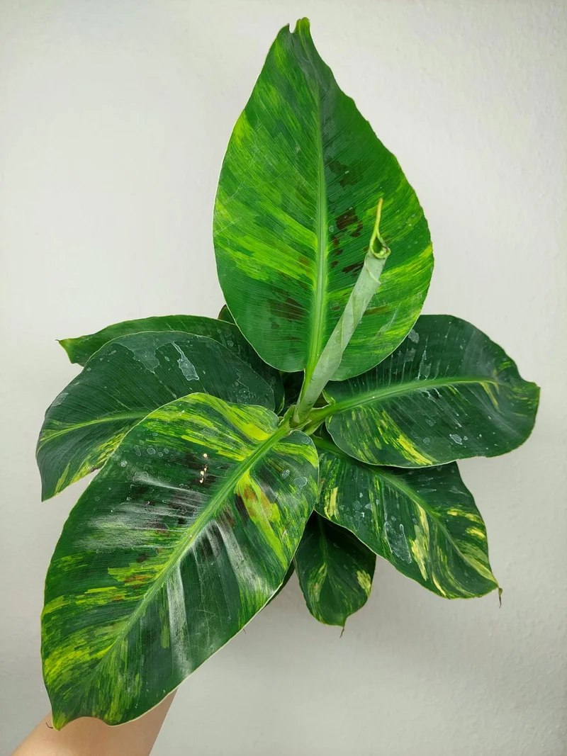 Musa Aurea