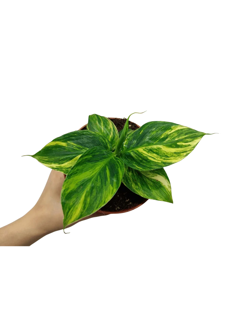 Musa Aurea
