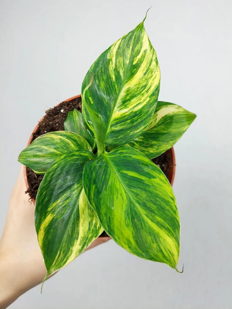 Musa Aurea
