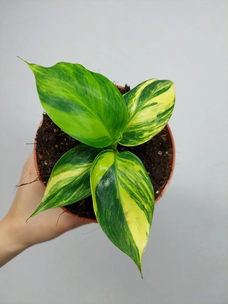 Musa Aurea