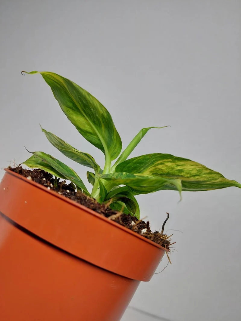 Musa Aurea