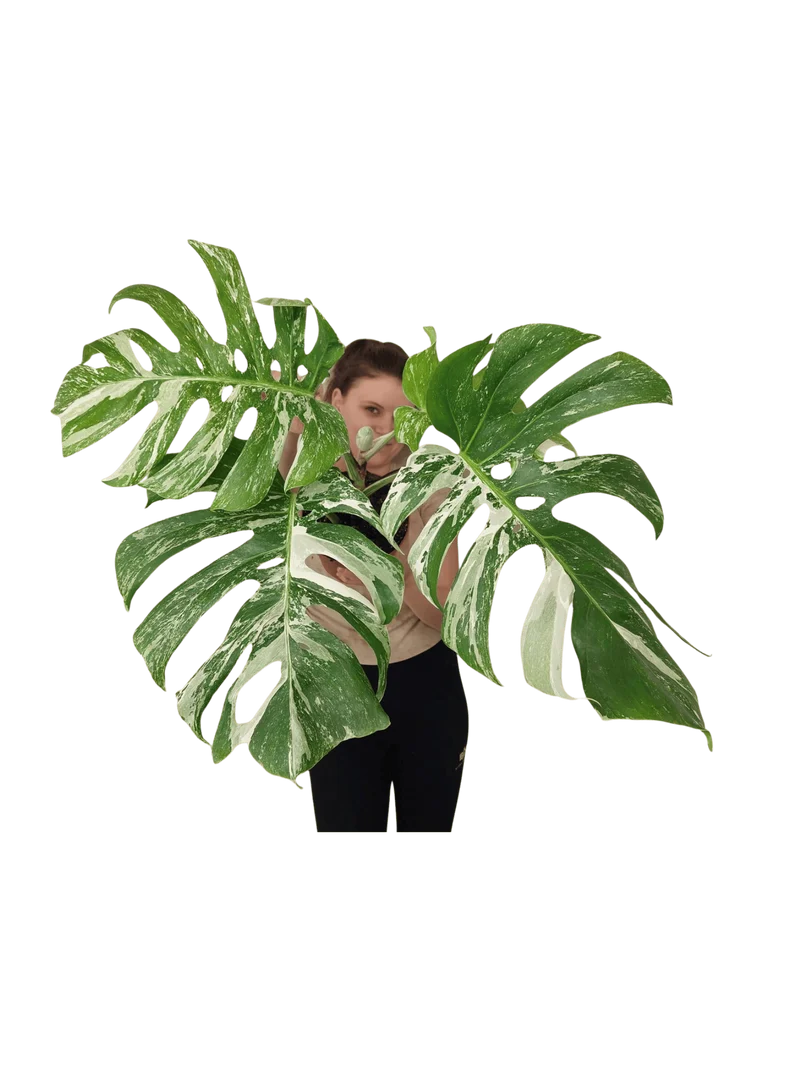 Monstera Variegata Adult mit Blüte
