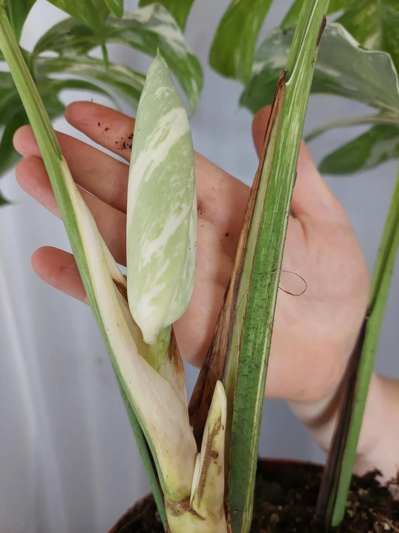 Monstera Variegata Adult mit Blüte