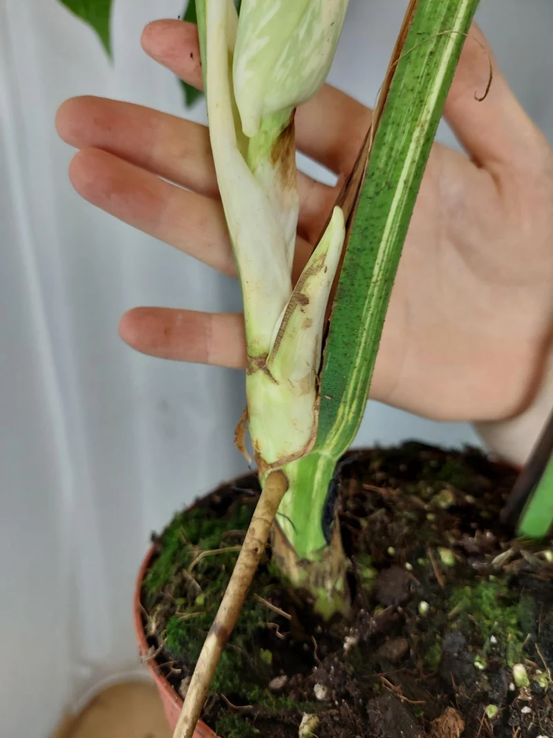 Monstera Variegata Adult mit Blüte