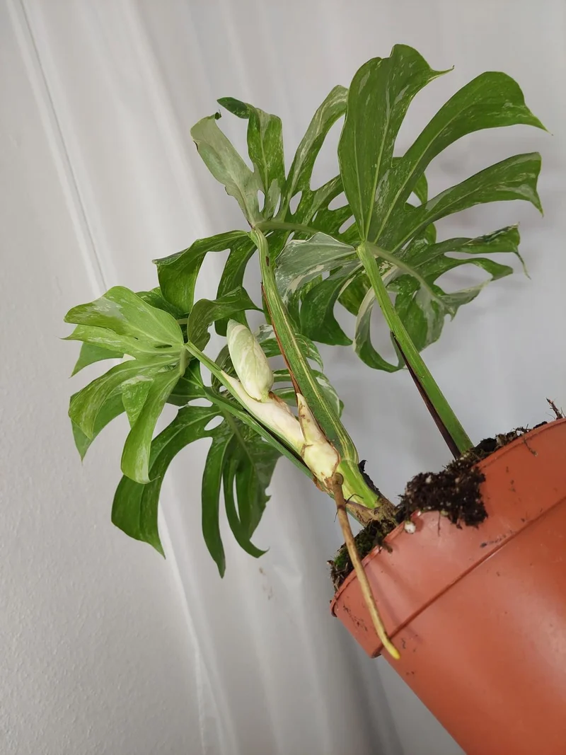 Monstera Variegata Adult mit Blüte