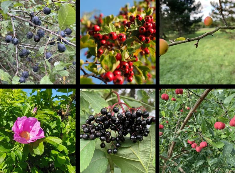 Themenpaket - "Heimische Wildsträucher"