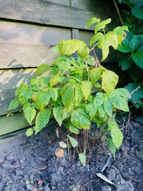 Himbeere Autumn Bliss®