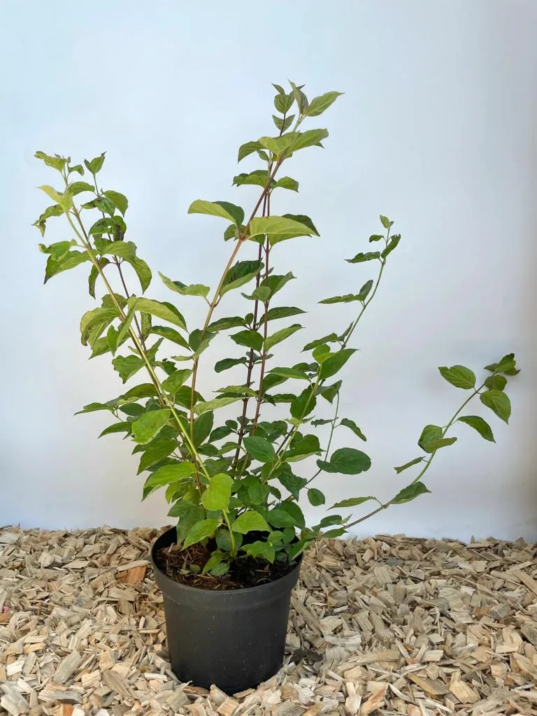 Roter Hartriegel "Klassiker" - Topf/Containerpflanzen