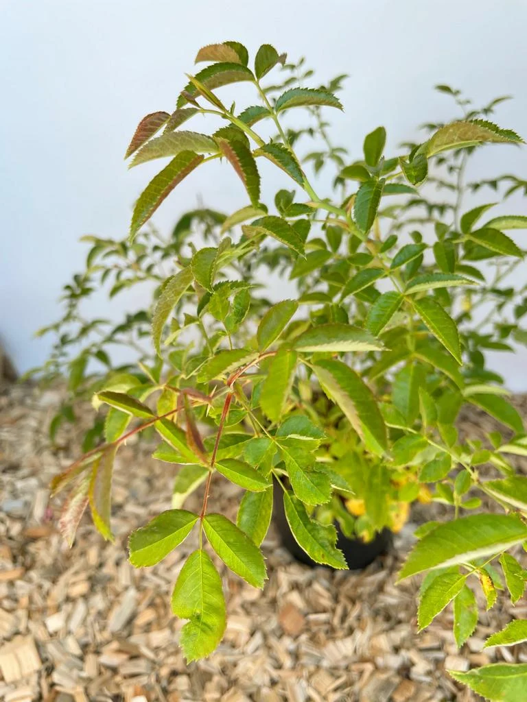Hundsrose (Heckenrose) - Topf/Containerpflanzen