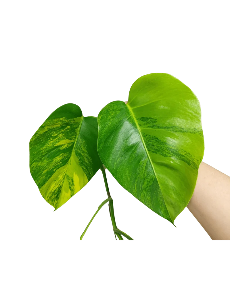Monstera Aurea Stecklinge