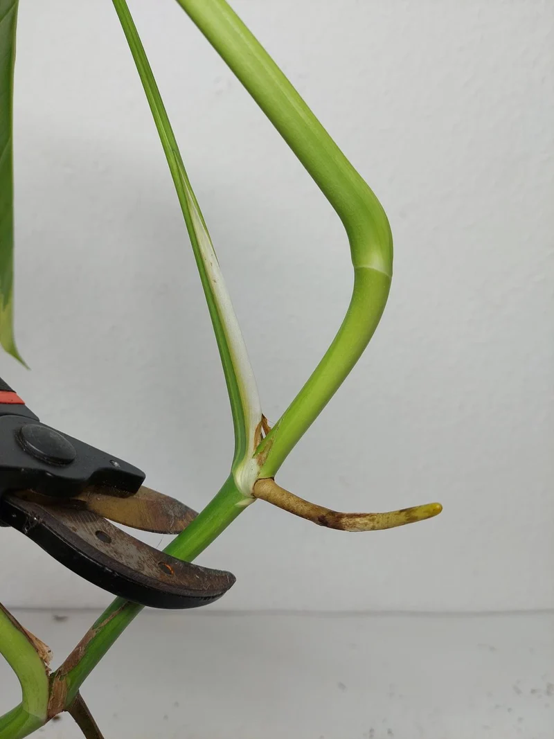 Monstera Aurea Stecklinge